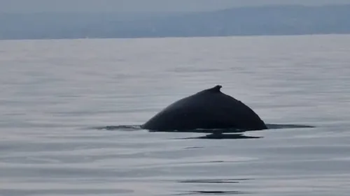 Une baleine à bosse aperçue au large des côtes normandes