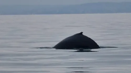 Arrêt des recherches de la baleine à bosse dans la Seine