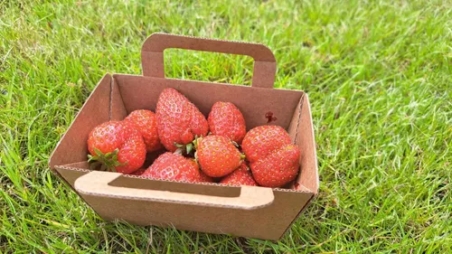 La Sologne, terre de fraise ?