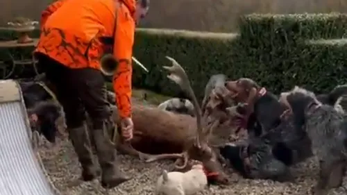 Cerf tué à coups de couteau chez Luc Besson : la préfecture de...