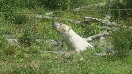 Cerza, une plongée dans le monde des animaux