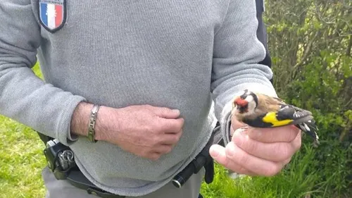 Thiron-Gardais : il détenait une dizaine d'oiseaux protégés