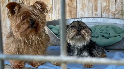 Abandons d’animaux : l’été n’a pas fait exception en Sarthe