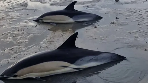 Calvados : cinq dauphins secourus après s'être échoués sur l'estran