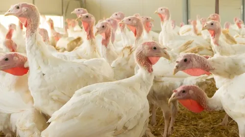 En Sarthe, un troisième foyer d'influenza aviaire