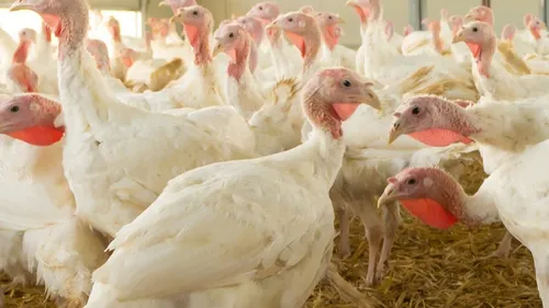 Influenza aviaire : nouveau foyer détecté à Meurcé