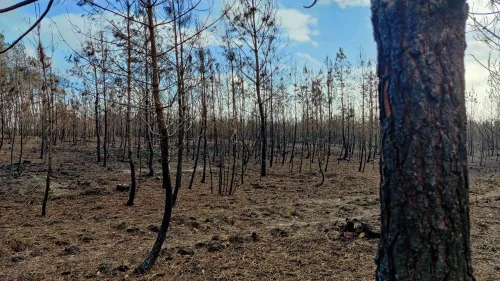 Incendies en Sarthe : que devient le bois brûlé cet été ?
