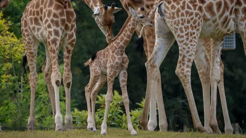 La Flèche : première naissance d'un girafon au zoo