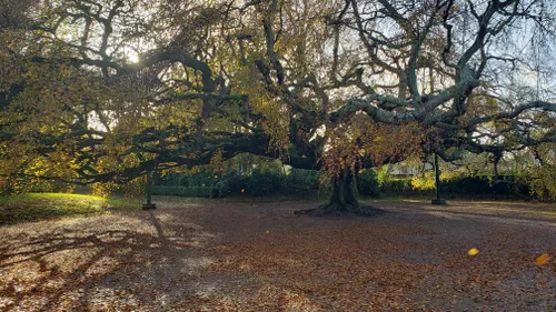 Le hêtre pleureur de Bayeux, arbre de l'année 2023 ?
