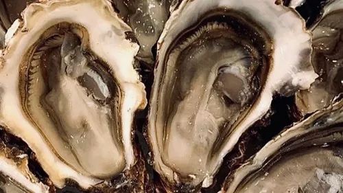 Calvados : contamination dans deux zones de production d'huîtres