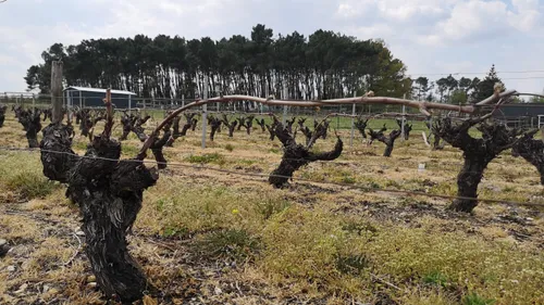Loir-et-Cher : alerte au gel dans les vignes