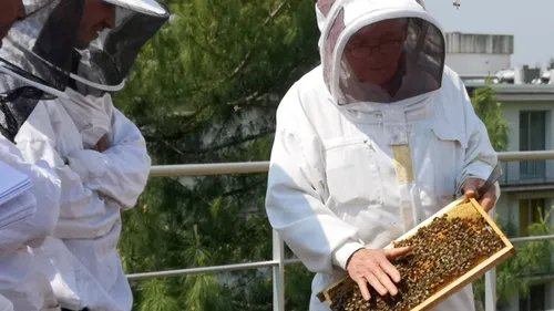 [PODCAST] Les pesticides tueurs d’abeilles bannis des cultures