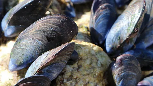 Ouistreham : pêche aux moules interdite à "La Pointe du Siège"