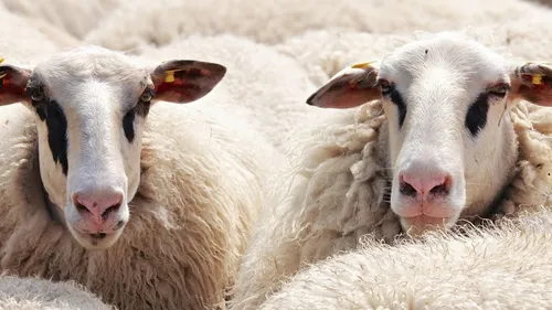 Fièvre catarrhale ovine : trois réunions d'information dans l'Eure