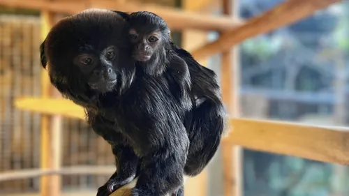 De nouvelles naissances au zoo de La Flèche