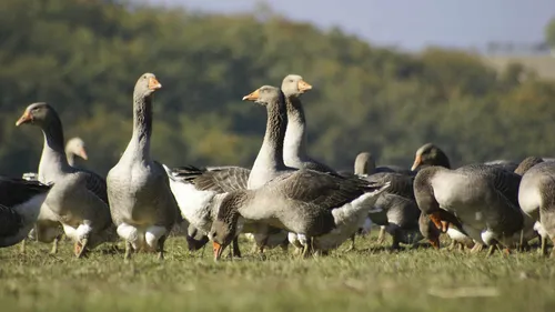 Influenza aviaire : deux cas en Mayenne