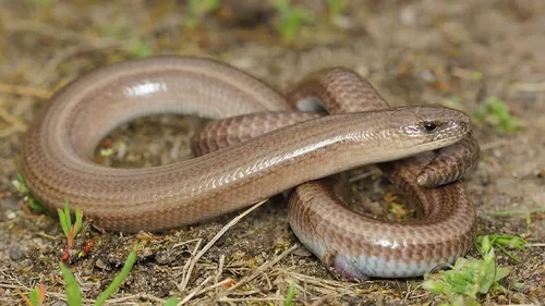 Loir-et-Cher : avec la chaleur, gare aux serpents