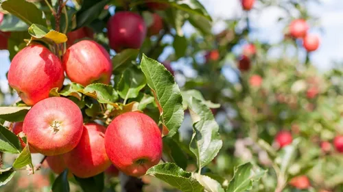 Dans le Perche, valoriser les pommes pour sauver les vergers