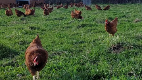 En Loir-et-Cher, trois ventes de poules pondeuses à petit prix
