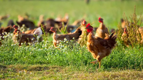 Centre-Val-de-Loire : une enquête pour les amateurs de poulet