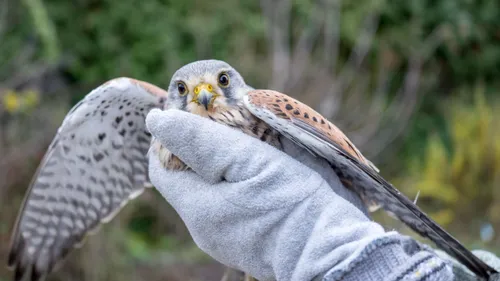 En Sarthe, la Ligue pour la protection des oiseaux cherche des...