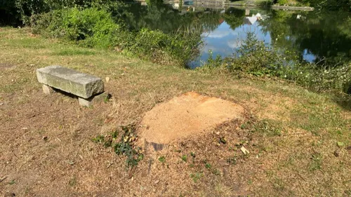 Au Mans, l'imposant saule du parc Beaulieu n'est plus