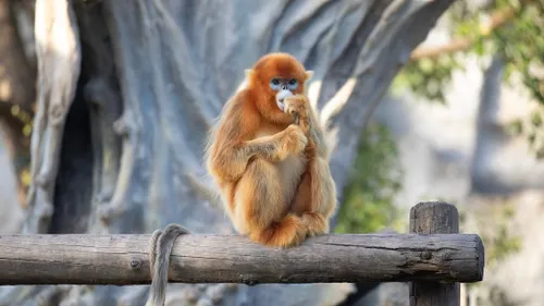 ZooParc de Beauval : les conseils pour éviter la foule lors du pont...