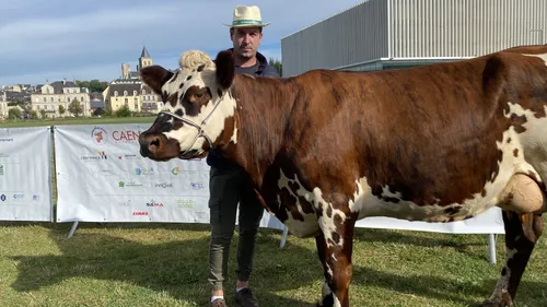 Vachement Caen met à l'honneur la race normande cette année