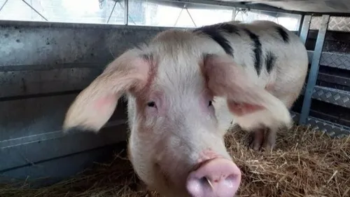 Eure : un camion de transport de cochons se renverse sur l’A28