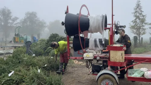 Calvados : la coupe des sapins de Noël a débuté