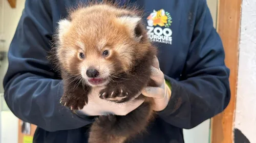 Quels prénoms pour les deux bébés pandas roux du zoo de Jurques ?
