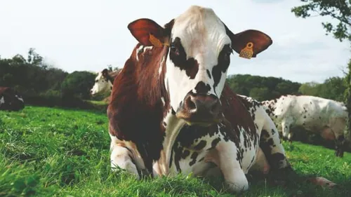 Une vache normande, égérie du Salon de l’agriculture 2024