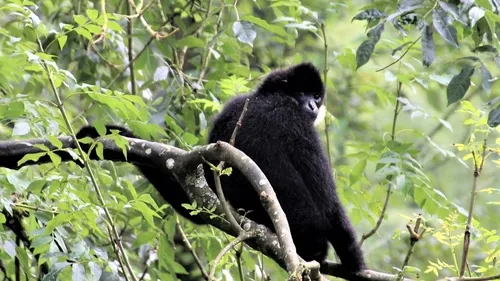 Fermeture du parc de Clères après l'évasion d'un gibbon 