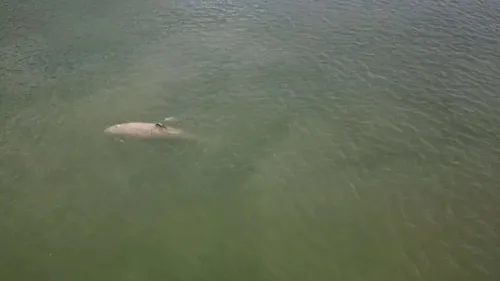 Normandie : l’orque perdue dans la Seine est morte