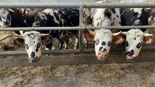 Ces vaches boivent du cidre et écoutent de la musique classique