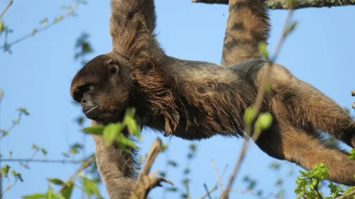 Gagnez vos entrées pour la Vallée des Singes !
