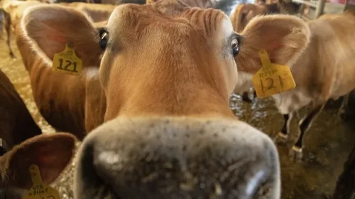 Perpignan : La Fête de l'Agriculture est de retour du 10 au 12...