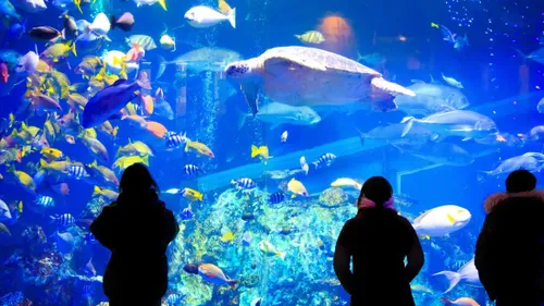 Canet-en-Roussillon : l'aquarium Oniria lance trois nouveaux...