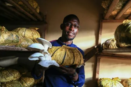 La culture des champignons fait des émules au Cameroun