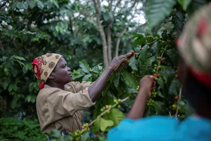 Le café au secours de la forêt tropicale du Mozambique