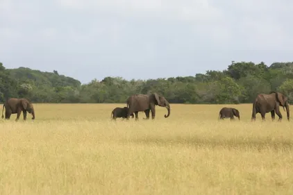 Le combat du Gabon pour préserver sa faune