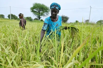 L'Afrique bataille pour briser sa dépendance au riz indien sous...