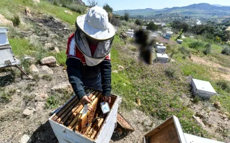 En Tunisie, des "ruches intelligentes" pour sauver les abeilles