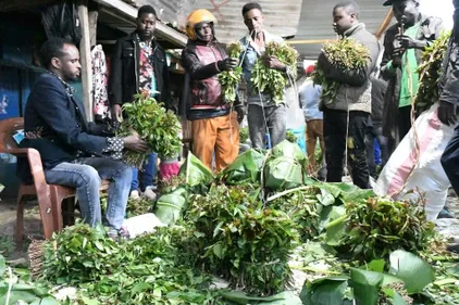 Kenya: les producteurs de khat guettent une reprise des...