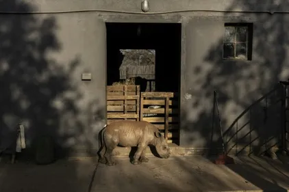 Afrique du Sud: un nouveau sanctuaire pour bébés rhinos, privés de...