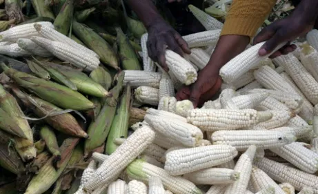 La désinformation pollue le débat sur les OGM au Kenya