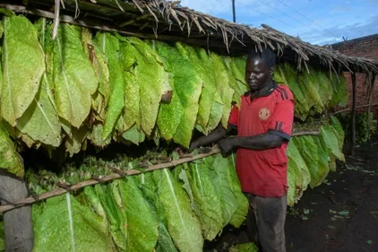 Malawi: le marché au plus bas, des producteurs de tabac misent sur...