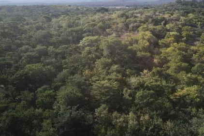 Au Zimbabwe, les crédits carbone, une manne convoitée par l'Etat