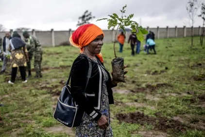 Kenya: un jour férié pour planter des arbres