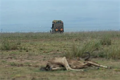 Au Kenya, la sécheresse décime les animaux dans les parcs nationaux